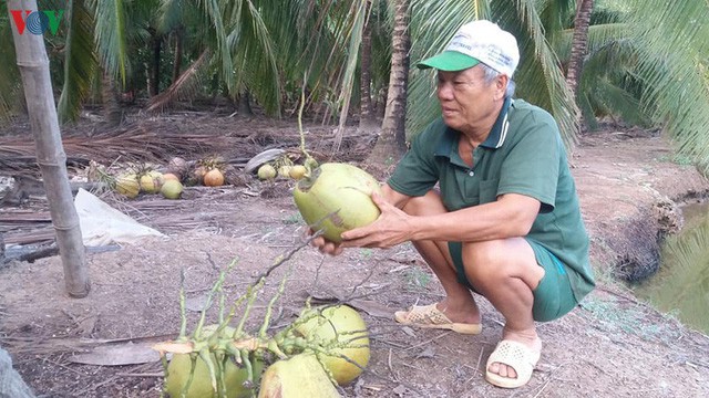 Bến Tre: Giá dừa cao nhưng khan hàng - Ảnh 1.