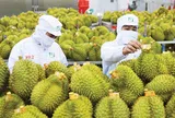 Khơi thông điểm nghẽn kiểm nghiệm, xuất khẩu sầu riêng thông suốt trở lại