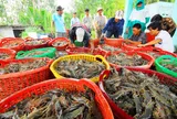 Trung Quốc trở thành động lực lớn nhất cho xuất khẩu tôm tháng 10