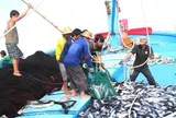 Ngưng hiệu lực thi hành quy định kích thước tối thiểu được phép khai thác một số loài thủy sản