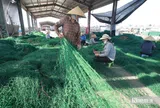 Nghề đặc biệt ở làng chài