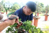 Câu chuyện phía sau bảo tàng bonsai trị giá hàng triệu USD ở Đồng Tháp
