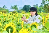 Đổ xô check-in vườn hoa hướng dương “khổng lồ” ở Quảng Ngãi ngày cận Tết