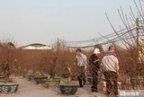 Lắp điều hòa cho hoa đào, livestream chốt đơn tại ruộng, nhà vườn Nhật Tân nín thở chờ Tết
