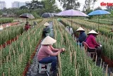 Làng hoa lớn nhất TP Hồ Chí Minh tất bật vào vụ hoa Tết