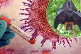 Sở Tp.HCM thông tin về tình hình, phương án phòng chống bệnh do virus Nipah