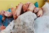 Hải quan phát hiện hơn 1,5 tấn thực phẩm đông lạnh bốc mùi
