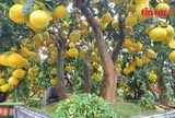 Bưởi Diễn vàng rực, sai trĩu quả 'xuống đường' phục vụ thị trường Tết