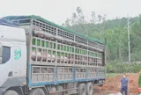 Nghệ An tiêu hủy 180 con lợn nhiễm dịch tả lợn châu Phi