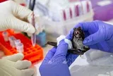 Giới chuyên gia Trung Quốc đánh giá nguy cơ lây lan của virus Nipah