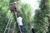 Nông dân Đồng Nai trúng mùa hồ tiêu