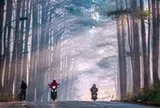 Những cung đường bồng bềnh Đà Lạt mùa săn mây