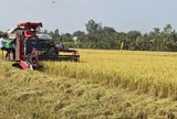 Tái tổ chức chuỗi sản xuất để lúa gạo 'được mùa, được cả giá'