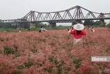 Vườn cỏ hồng dưới chân cầu Long Biên khiến du khách bất ngờ khi đến tận nơi