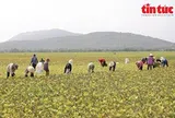 Nông dân vùng Bảy Núi tất bật thu hoạch đậu xanh những ngày giáp Tết
