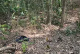 Điều tra vụ phát hiện thi thể nam giới trên bãi đất trống giữa rừng phòng hộ