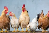 140 con gà chết sau khi nghe tiếng nhạc DJ quá lớn từ đám cưới