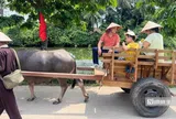 Du khách thích thú với dịch vụ xe trâu tại làng cổ Đường Lâm