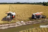 Nỗi lo “trúng mùa, hụt lãi” của nông dân vụ Đông Xuân