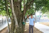 Chiêm ngưỡng "cụ" khế hơn 400 năm tuổi, hình dáng kì lạ ở Nghệ An