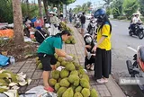 Sầu riêng tại vườn rớt giá, vì sao người tiêu dùng vẫn mua đắt?