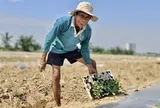 Chuyện ít biết về nghề "phu dưa" phiêu bạt, gieo ước mơ hy vọng