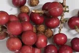 Hơn 200 học sinh ngộ độc nghi do ăn quả lạ