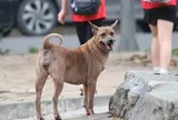 Chó nghi bị mắc bệnh dại tấn công nhiều người ​