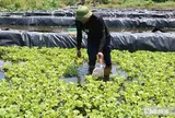 Bỏ việc lương hàng nghìn USD ở nước ngoài, anh nông dân lên khe núi nuôi con "một vốn bốn lời"
