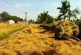 Đường rơm