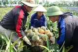 Cây "làm giàu" ở xứ Thanh rớt giá, nông dân chật vật giữa vụ thu hoạch