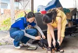 TP Hồ Chí Minh tăng cường phòng, chống bệnh dại trong cao điểm nắng nóng