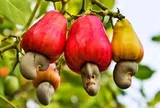 2 loại hạt được ví như "máy sạc tự nhiên" cho não, hạt số 1 ở quê có nhiều nhưng ít ai hay