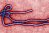Bộ Y tế tăng cường giám sát trước nguy cơ dịch Ebola