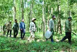Truy quét "thòng lọng tử thần" giữa đại ngàn Tây Nguyên