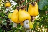 Khơi nguồn giá trị, nâng tầm hạt điều Việt