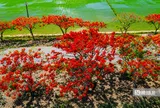 Tuyến đường vùng quê bất ngờ nổi tiếng vì hoa phượng nở đẹp đến ngỡ ngàng