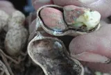 Loại hạt để mốc hại gan, "độc hơn thạch tín", nhiều người không biết vẫn vô tư ăn