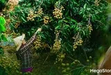 Từ những mùa trái ngọt: Đồng Tháp và hành trình nâng tầm giá trị cho ngành hàng trái cây