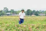 "Dược liệu quý” bén rễ trên đất cằn, nông dân Hà Tĩnh thu 20 triệu đồng/sào