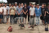 Đột kích sới gà, bắt quả tang 31 người chơi đá gà ăn tiền