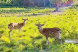 Vườn Quốc gia Kon Ka Kinh, "nóc nhà của Gia Lai" mở cửa đón khách