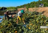 Đồng Tháp: Khóm mất giá, người trồng thấp thỏm