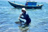 Ngư dân Quảng Ngãi vào mùa săn "nhân sâm biển"