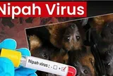 Ấn Độ ghi nhận ca nhiễm virus Nipah tại Kerala