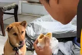 Mang theo chú chó nhỏ, nam sinh nghèo ngày làm 10 tiếng, đêm ngủ gầm cầu để tích góp tiền nhập học