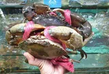 Xuất khẩu cua ghẹ sống của Việt Nam tăng đột phá trong 2 tháng đầu năm
