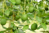 Loại quả được đánh giá "tốt nhất thế giới", ở Việt Nam hễ ra chợ là thấy