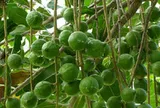Loại hạt đắt đỏ "bậc nhất thế giới", ở Việt Nam trồng bạt ngàn