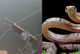 Bị ngâm dưới sông sau khi bị rắn cắn, bé trai 13 tuổi tử vong thương tâm